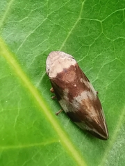 Ptyelinellus praefractus