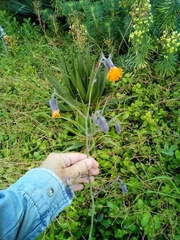 Kleinia amaniensis