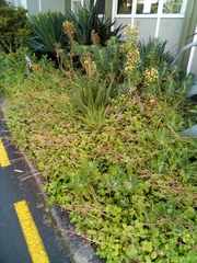 Kleinia amaniensis