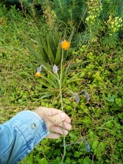 Kleinia amaniensis