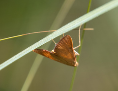 Uresiphita ornithopteralis