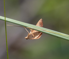 Uresiphita ornithopteralis