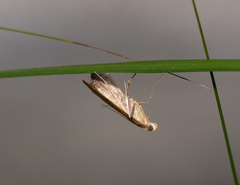 Uresiphita ornithopteralis