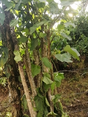 Cnidoscolus aconitifolius