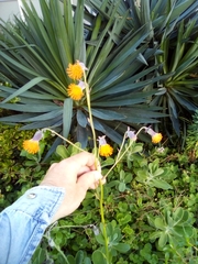 Kleinia amaniensis