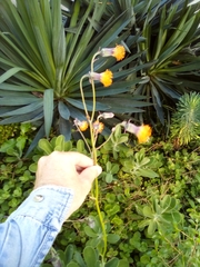 Kleinia amaniensis