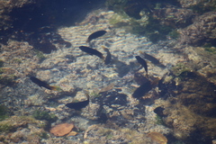 Stegastes arcifrons