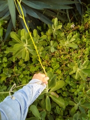 Kleinia amaniensis