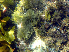 Zonaria spiralis