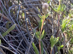 Blutaparon vermiculare