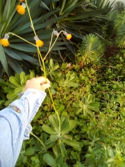 Kleinia amaniensis