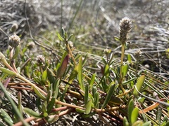 Blutaparon vermiculare
