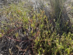 Blutaparon vermiculare