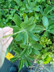 Kleinia amaniensis