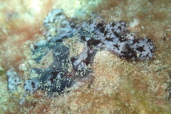 Eudistoma maculosum