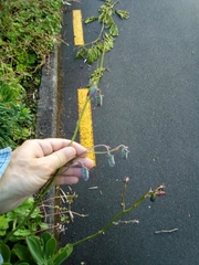 Kleinia amaniensis