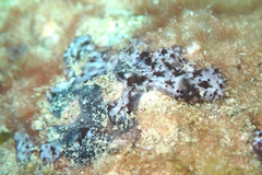 Eudistoma maculosum