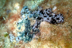 Eudistoma maculosum