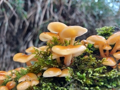 Pholiota nameko