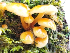 Pholiota nameko