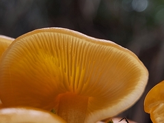 Pholiota nameko