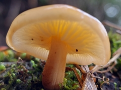 Pholiota nameko