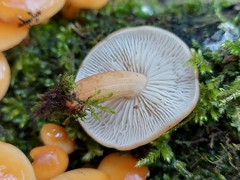 Pholiota nameko