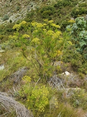 Notobubon tenuifolium