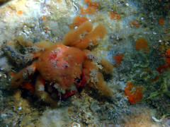 Schizophrys rufescens