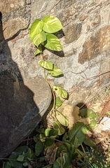 Epipremnum aureum