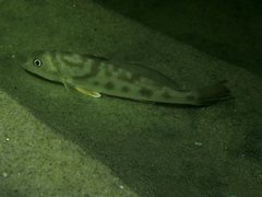 Menticirrhus undulatus