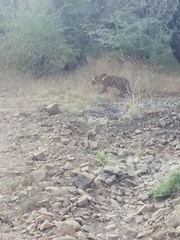 Panthera tigris tigris