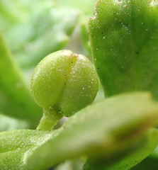 Lepidium oligodontum