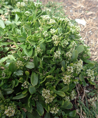 Lepidium oligodontum