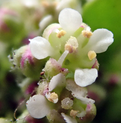 Lepidium oligodontum