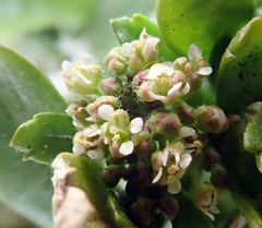 Lepidium oligodontum