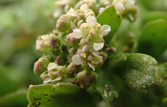 Lepidium oligodontum