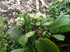 Lepidium oligodontum