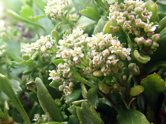Lepidium oligodontum