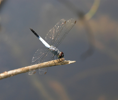 Brachydiplax farinosa