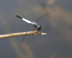 Brachydiplax farinosa