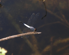 Brachydiplax farinosa