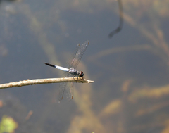 Brachydiplax farinosa