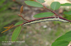 Buzara latizona