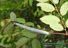 Buzara latizona