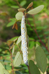 Buzara latizona