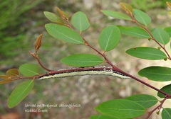 Buzara latizona