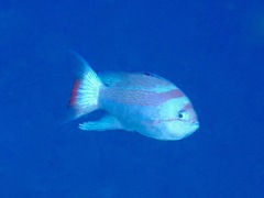 Pseudanthias luzonensis