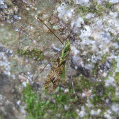 Discobola tessellata