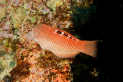 Pseudolabrus luculentus